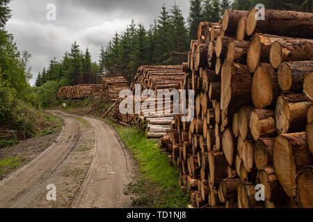 Stapel von frisch geschnittenen Bäume gestreift von Niederlassungen und für die Säge Mühle Teil der Holzindustrie in Irland bereit sind, an der Seite von einem Feldweg in einem Wald gestapelt. Niemand im Bild Stockfoto
