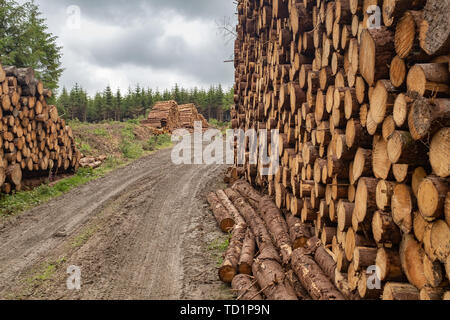 Der Stapel der Bäume gestreift von Niederlassungen und für die Säge Mühle Teil der Holzindustrie in Irland bereit sind, an der Seite von einem Feldweg in einem Wald gestapelt. Niemand im Bild Stockfoto