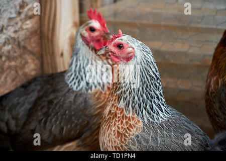 Zwei wunderschöne Goldene Duckwing Hahn Hühner. Makro Aufnahmen von Huhn Profil. Stockfoto