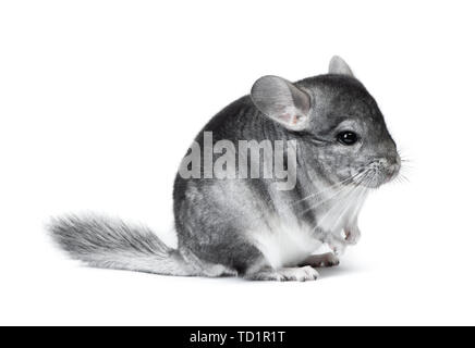 Grau chinchilla auf weißem Hintergrund Stockfoto