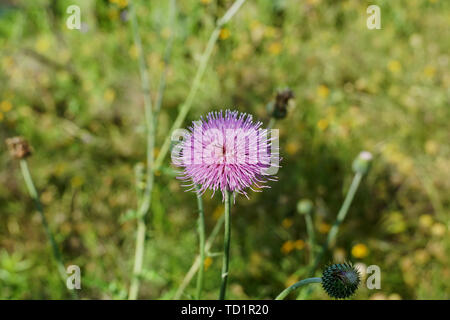Feld mit Silybum Marianum (Mariendistel), Heilpflanzen. Stockfoto