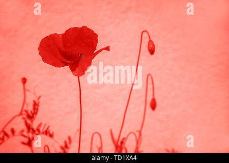 Blume auf trendige rote Koralle Hintergrund aus frischen Mohn Blumen. Stockfoto