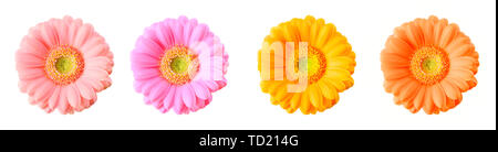 Gerbera Blumen in verschiedenen Farben auf weißem Hintergrund. Beschneidungspfad enthalten. Stockfoto