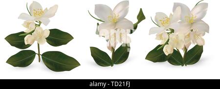 3d realistische White Jasmine Blumen auf weißem Hintergrund. Set Jasminblüten. Isolierte Jasminblüten. Jasmin hautnah. Vektor Illustrator. Stock Vektor