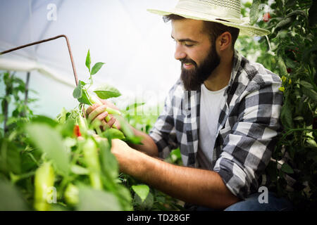 Kaukasische Landwirt Kommissionierung Paprika aus seinem Gewächshaus Garten Stockfoto