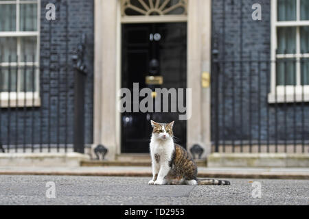 Larry die Katze draußen 10 Downing Street, London. Stockfoto