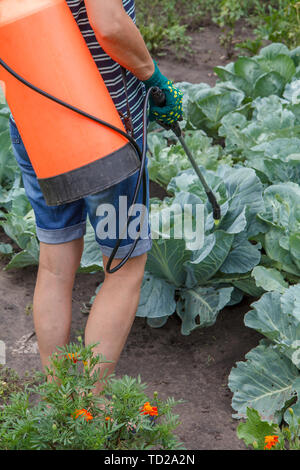 Bauer ist der Schutz Kohl Pflanzen aus pilzlichen Krankheiten oder Schädlinge mit Druck Sprüher im Garten Stockfoto