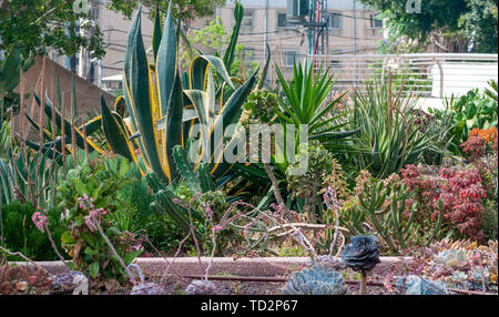 Sansevieria trifasciata in einem Kakteen und Sukkulenten Garten fotografiert in Tel Aviv, Israel im Mai Stockfoto