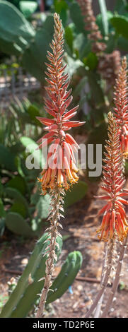 Blühende Aloe an Kakteen und Sukkulenten Garten fotografiert in Tel Aviv, Israel im Mai Stockfoto