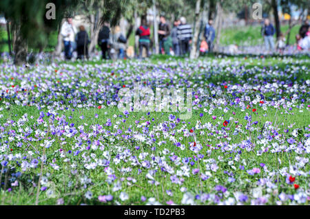 Israel, ein Feld von Spring wildflowers Anemone coronaria (Poppy Anemone). Diese wildflower kann in mehreren Farben angezeigt werden. Vor allem Rot, Violett, Blau und w Stockfoto