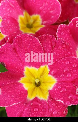 Schöne rosa Primula, in der Nähe Stockfoto