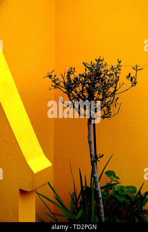 Oleander Strauch vor einem leuchtenden Orange und gelbe Wand Stockfoto