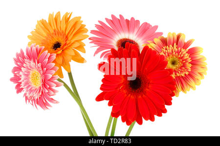 Schöne Gerber Blumen auf Weiß isoliert Stockfoto