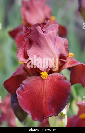 Iris' Red Pike' Tall Bearded Iris in Blüte im Mai. Stockfoto