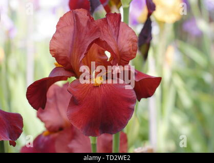 Iris' Red Pike' Tall Bearded Iris in Blüte im Mai. Stockfoto