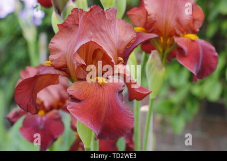 Iris' Red Pike' Tall Bearded Iris in Blüte im Mai. Stockfoto