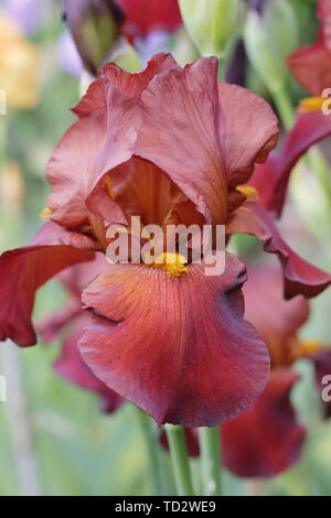 Iris' Red Pike' Tall Bearded Iris in Blüte im Mai. Stockfoto