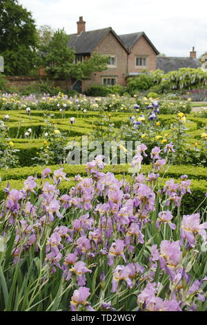 Iris Blumen auf dem Display, das in der ummauerten West Garten in Doddington Halle und Gärten, Lincolnshire, England, Großbritannien Stockfoto