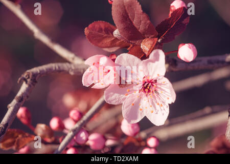 Rosa Blumen - große und kleine geschlossene Knospen von blloming Baum auf den Zweig. Stockfoto