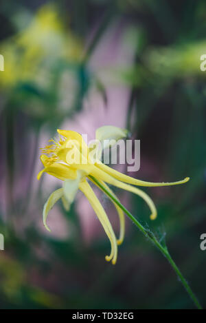 Gelbe columbine Blume. Aquilegia. Ranunculaceae Stockfoto