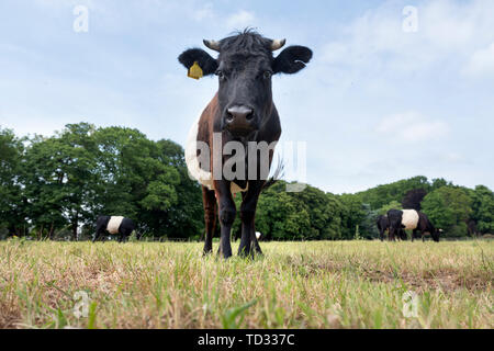 Lakenvelder schwarze und weiße Kühe in der Wiese von Immobilien de tangh in der Nähe von Vlissingen in der niederländischen Provinz Utrecht in den Niederlanden Stockfoto