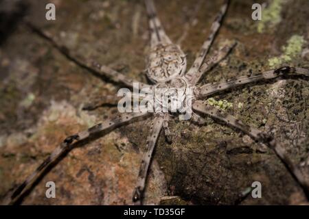 Kollam, Kerala, Indien - Juni 7, 2019: Baumstamm Spinne oder Herennia multipuncta, die gemeinhin als die ornamentale Baumstamm Spinne genannt, ist eine Pflanzenart aus der Gattung der Sp Stockfoto