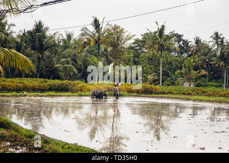 TUKAD, Indonesien - Januar 28, 2019: unbekannter Mann pflügen nass Reisfeld mit tilling Maschine auf die Insel Bali, Indonesien. Indonesien ist der 3. größte Stockfoto