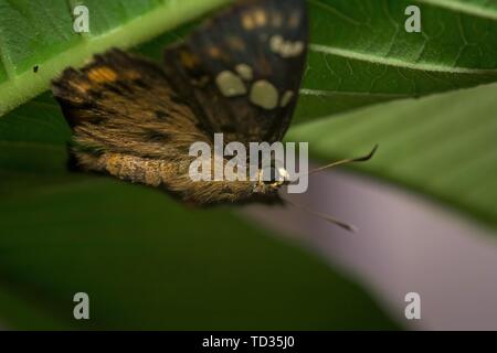 Kollam, Kerala, Indien - Juni 7, 2019: gelb gefleckte kleine Skipper sitzen auf Blatt. Stockfoto