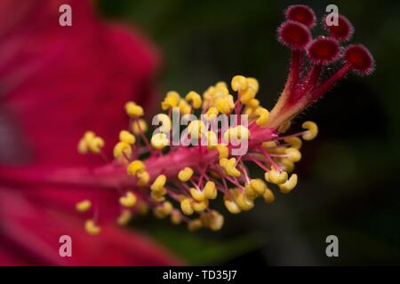 Kollam, Kerala, Indien - Juni 3, 2019: Schließen Sie herauf Bild der Hibiskus rote Blume Stockfoto
