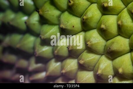 Kollam, Kerala, Indien - Juni 7, 2019: Schließen Sie herauf Bild eines Jack Obst Schale Stockfoto
