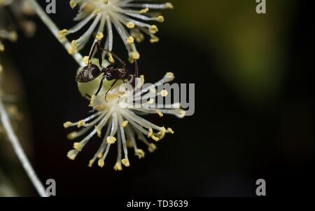 Kollam, Kerala, Indien - Juni 6, 2019: Schwarz ant Nektar sammeln von Blume Stockfoto