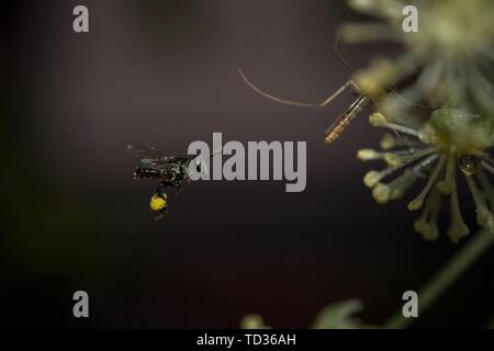 Kollam, Kerala, Indien - Juni 7, 2019: Mosquito fliegen mit Pollen auf die Beine Stockfoto