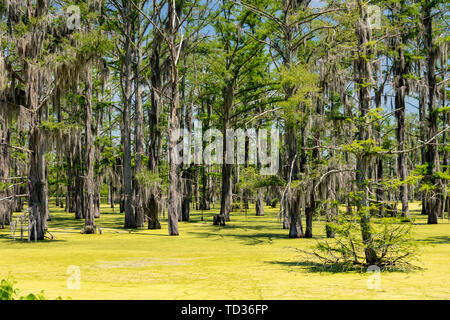 Yazoo City, Mississippi - Spanisches Moos wächst auf kahlen Zypressen in einem Sumpf im Mississippi Delta. Stockfoto