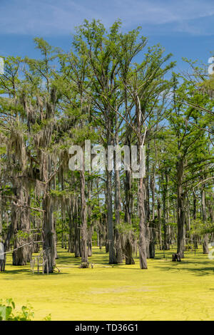 Yazoo City, Mississippi - Spanisches Moos wächst auf kahlen Zypressen in einem Sumpf im Mississippi Delta. Stockfoto