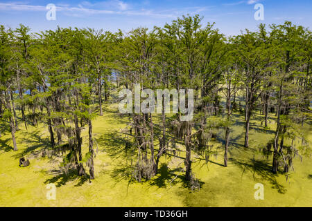 Yazoo City, Mississippi - Spanisches Moos wächst auf kahlen Zypressen in einem Sumpf im Mississippi Delta. Stockfoto