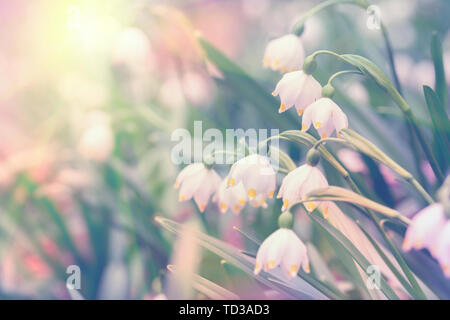 Schöner Frühling wilde Schneeflocke Leucojum vernum Blumen im Wald, in das Sonnenlicht, Makro. Soft Focus Natur Hintergrund. Zarte Pastellfarben getönten Bild. Stockfoto