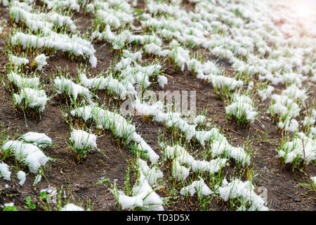 Schmelzender Schnee auf grünem Gras. Feder Szene Stockfoto