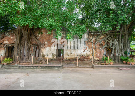 Die antiken Tempel ist von dem Bodhibaum umgeben. Sang Kra Tai Tempel Ang Thong Thailand Stockfoto