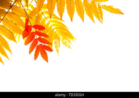 Schöne Blätter im Herbst von Rot und Gold Farben in der Ecke auf weißem Hintergrund Stockfoto