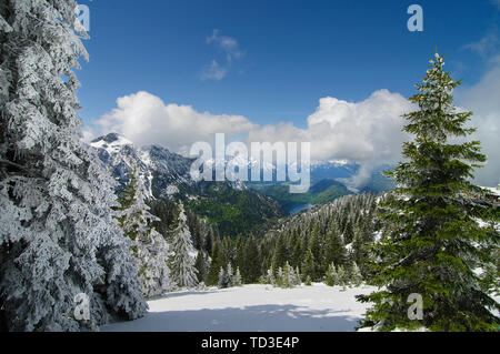 Schöne Bäume in die hohen Berge, die unter Schnee Fichte Stockfoto