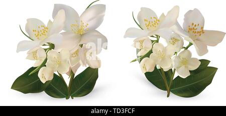 3d realistische White Jasmine Blumen auf weißem Hintergrund. Set Jasminblüten. Isolierte Jasminblüten. Jasmin hautnah. Vektor Illustrator. Stock Vektor