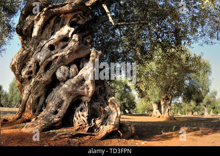 Alter Olivenbaum im Garten Stockfoto