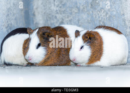 Drei Meerschweinchen in der Ecke ausruhen. Stockfoto