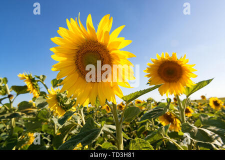 Schöne Sonnenblumen in dem Feld, das die Abendsonne beleuchtet Stockfoto