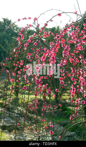 Mudanjiang Mei Garten Stockfoto