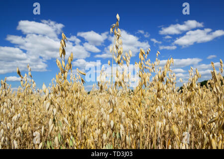 Wachsende Natur Bio Hafer Feld mit tiefen blauen Himmel im Hintergrund Stockfoto