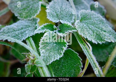 Schönen Frost auf der Brennessel Blätter. Makroaufnahme. Stockfoto