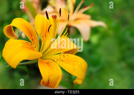 Schöne gelbe Lilie Blume im Garten Stockfoto