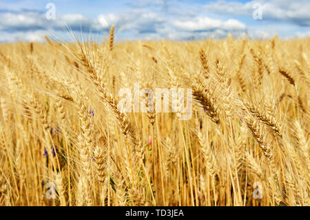 Goldene Weizen Feld bereit zu ernten und blauer Himmel Stockfoto