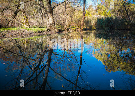 Reflexion der Bäume und der blaue Himmel auf einen Bach in einem Park von Ontario, Kanada Stockfoto